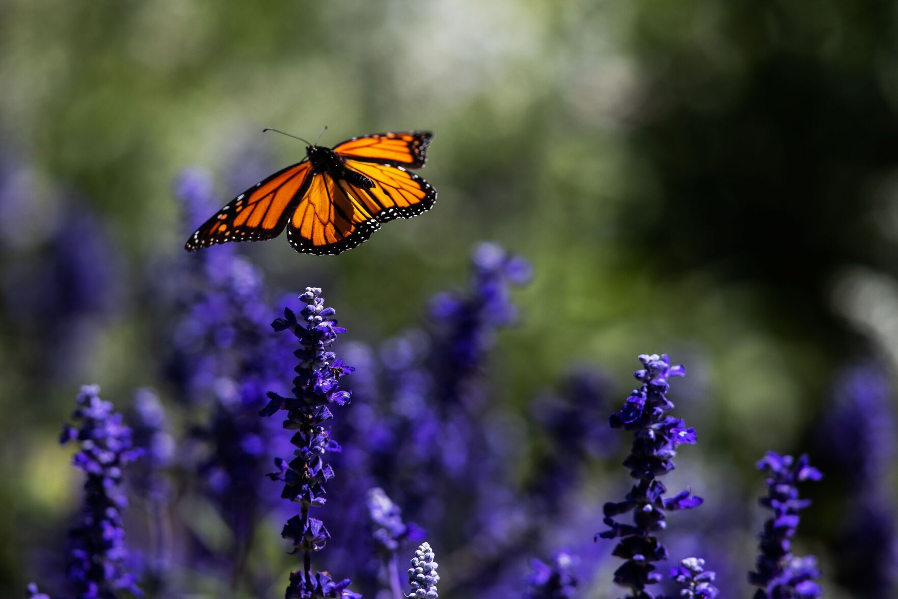 092621-owh-living-pollinatorgarden-pic-cm001